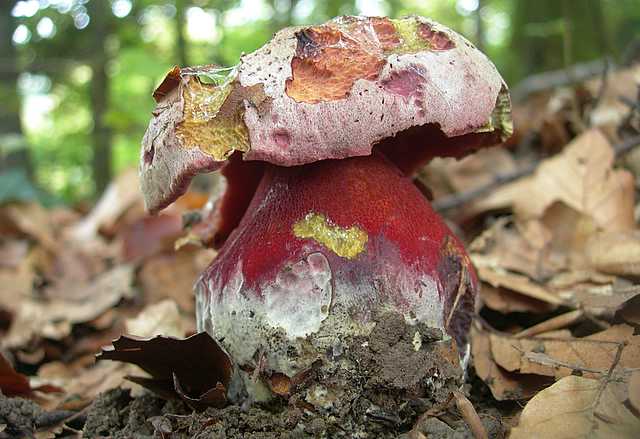 Funghi  e  Habitat